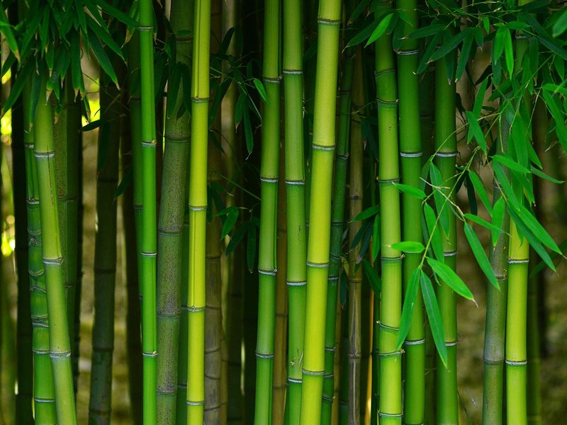bamboo forest
